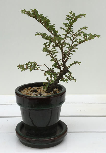 Chinese Elm Cutting – 2017 creation