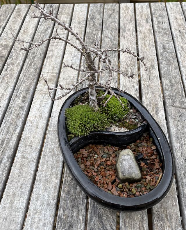 Chinese Elm Cutting: July 2022 update