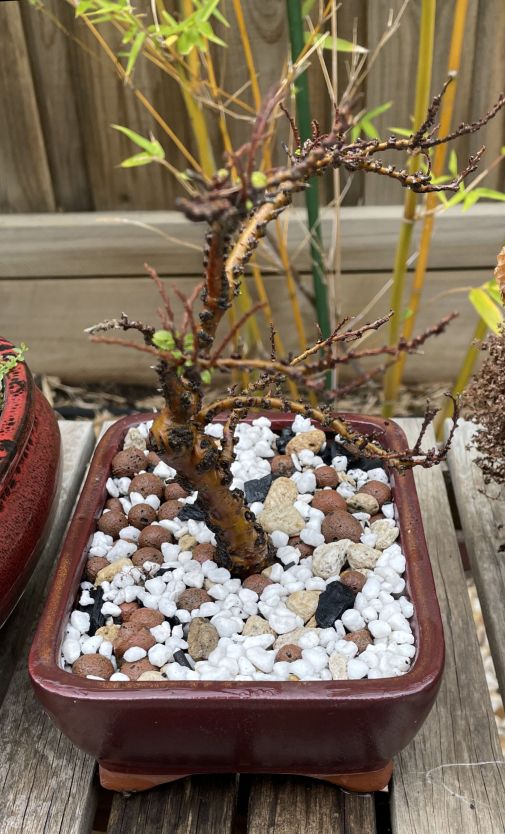 Chinese Elm Cutting: March 2023 repotting