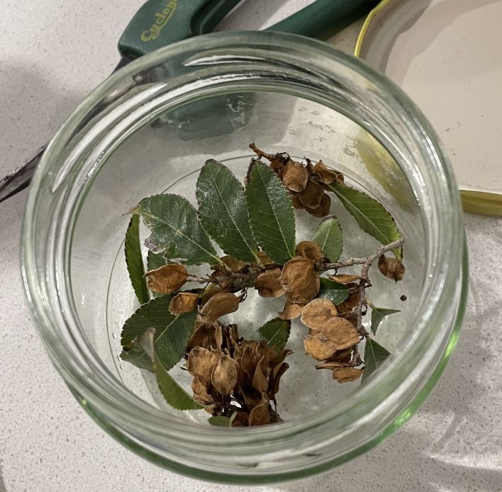 Chinese Elm Seeds: May 2022 stratification