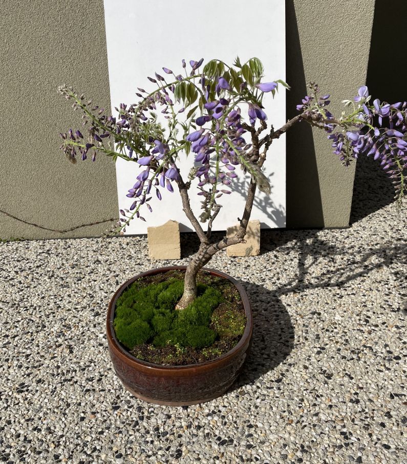 Chinese Wisteria – September 2022 potting