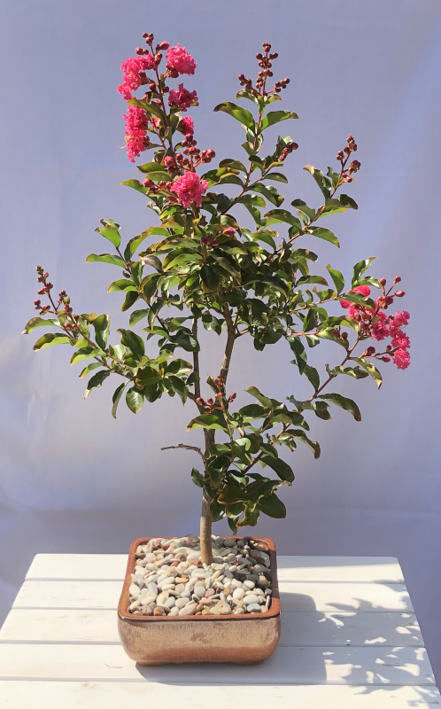 Crepe Myrtle – flowers for 2019