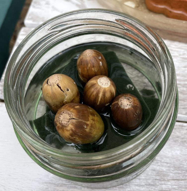 Oak Acorns: April 2023 follies