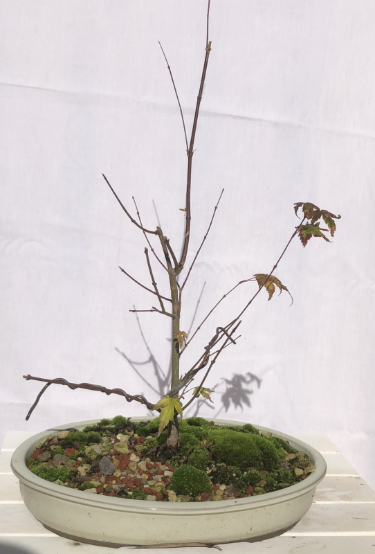 Japanese Maple – May 2019 update