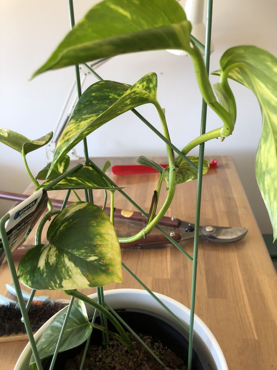 Money Plant – November 2020