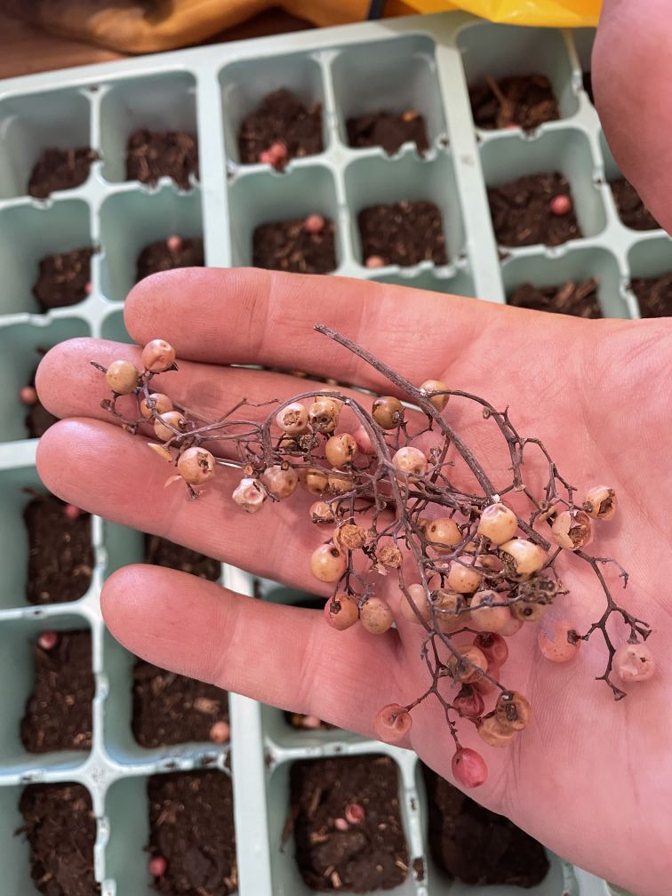 Pepper Tree – January 2022 seedlings