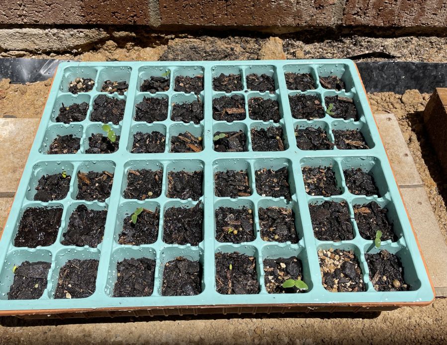 Pepper Tree – January 2022 Seedling progress
