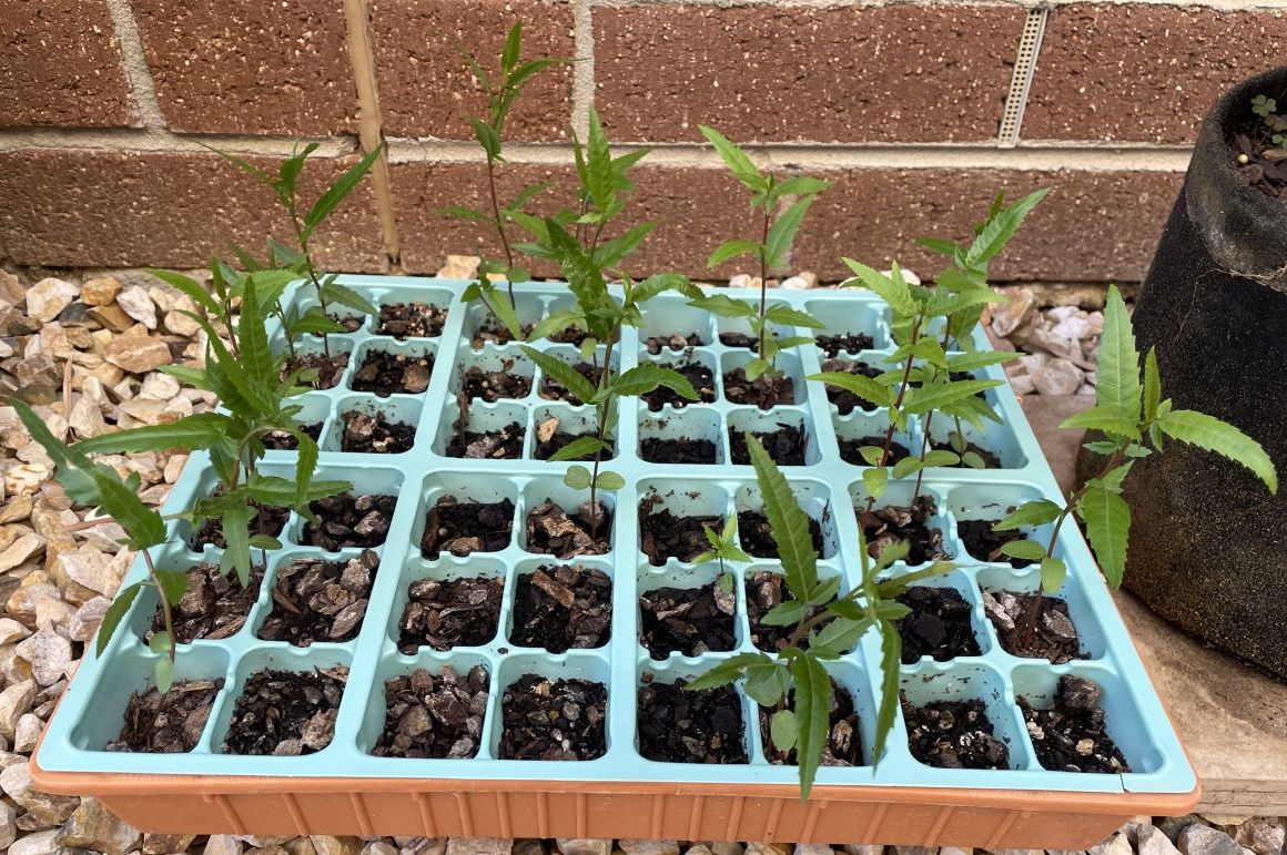 Pepper Tree: March 2022 outdoor planting