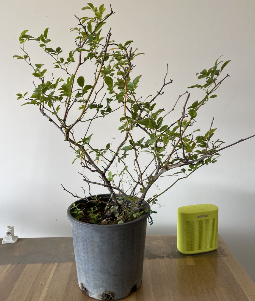 Yellow Banksia Rose – December 2020 creation