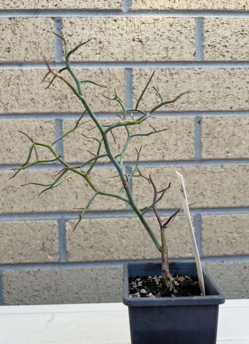 Acacia Aphylla: May 2025 acquisition