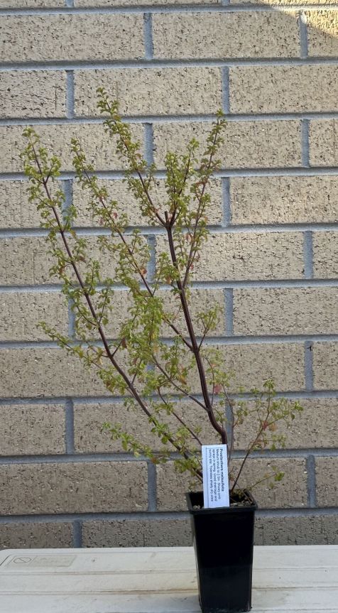 Balm Mint Bush: May 2025 acquisition