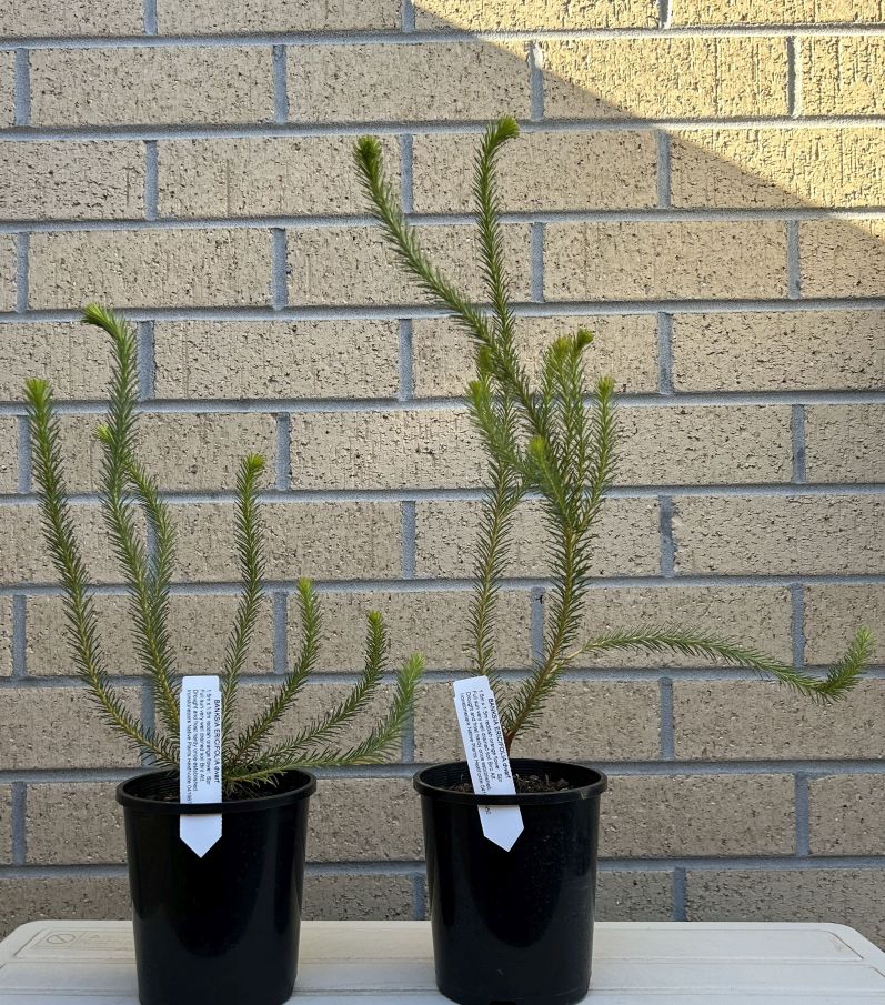 Banksia ericifolia: May 2025 acquisition
