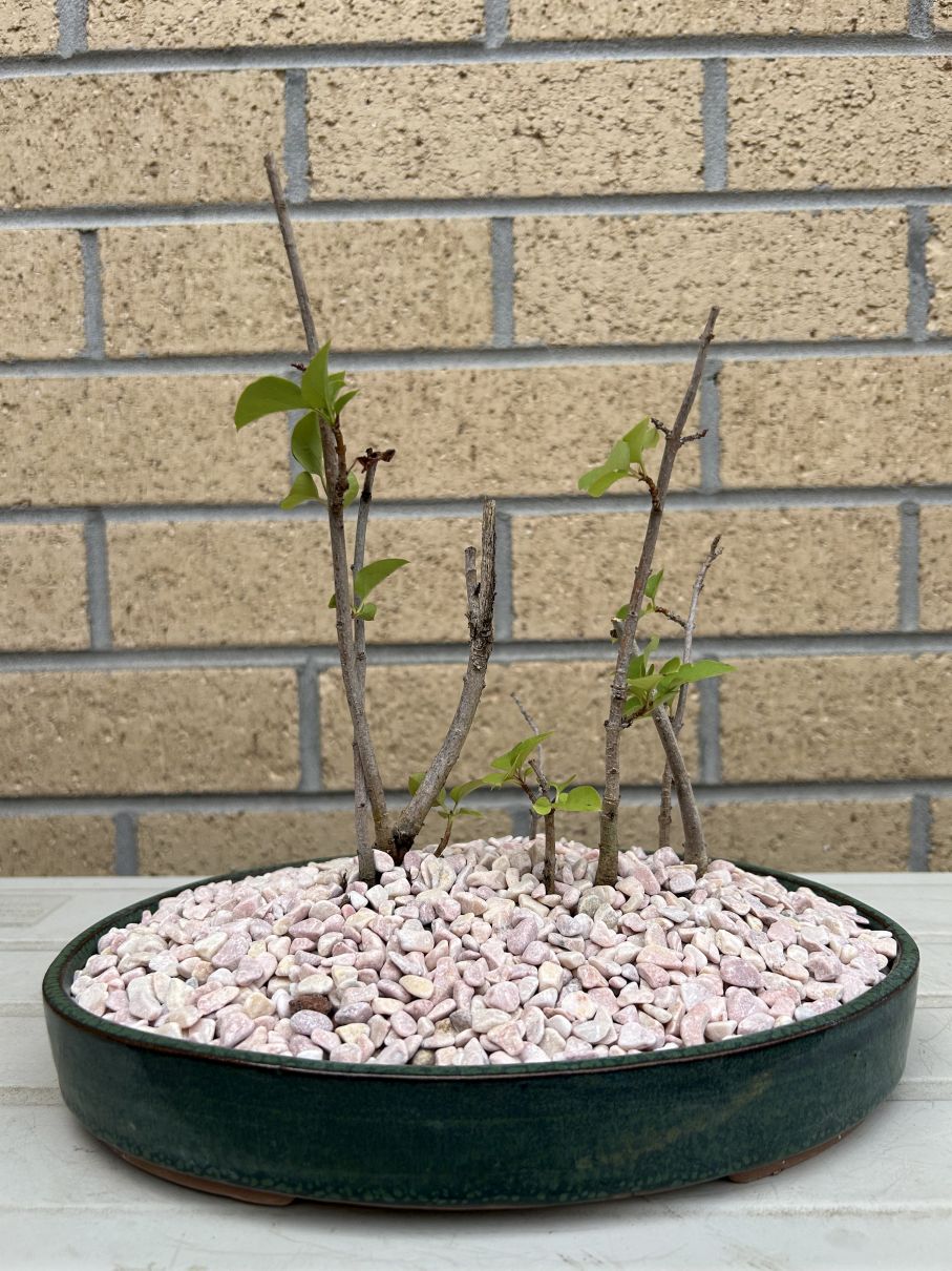 Buddleia Raft: November 2024 repot