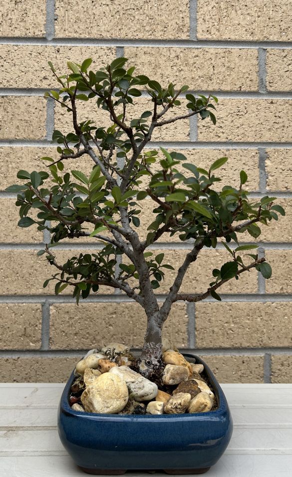 Chinese Elm: December 2024 maintenance