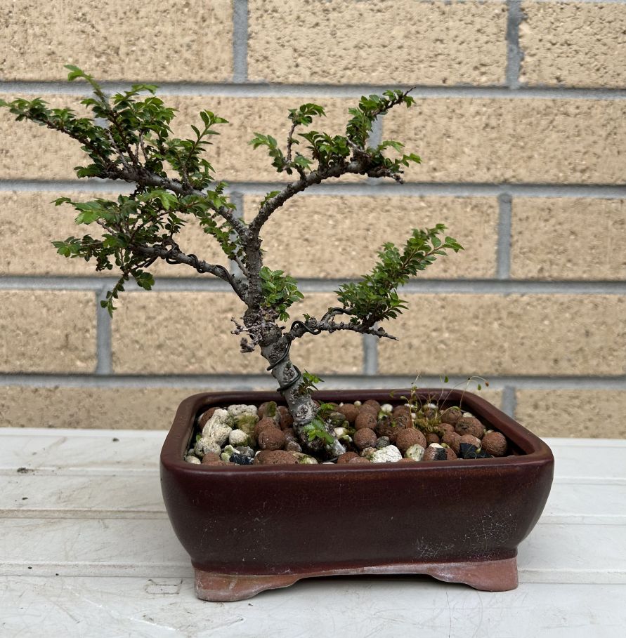 Chinese Elm Cutting: September 2024 update