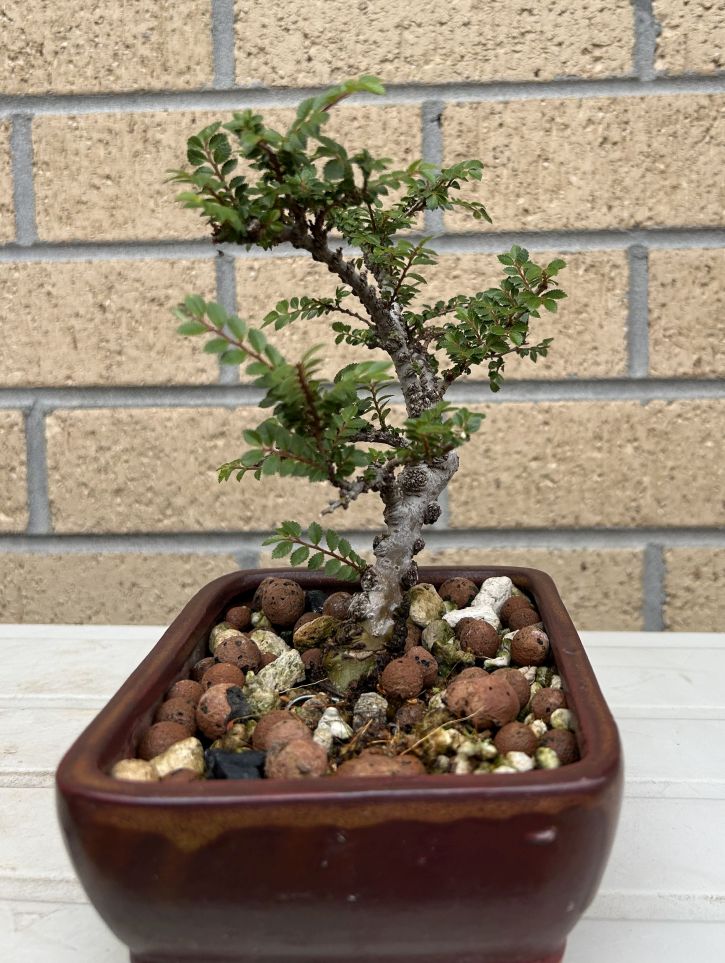 Chinese Elm Cutting: November 2024 maintenance