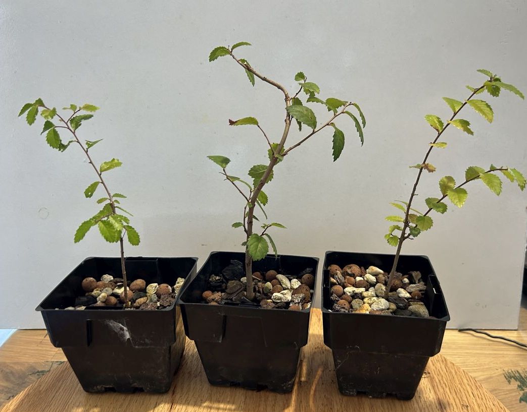 Chinese Elm seeds: March 2024 update