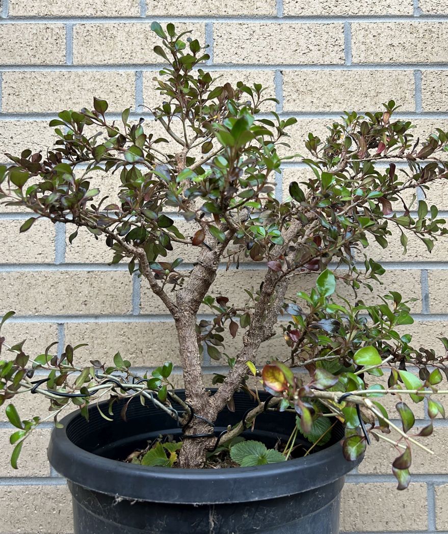 Coprosma Royale: May 2024 pruning