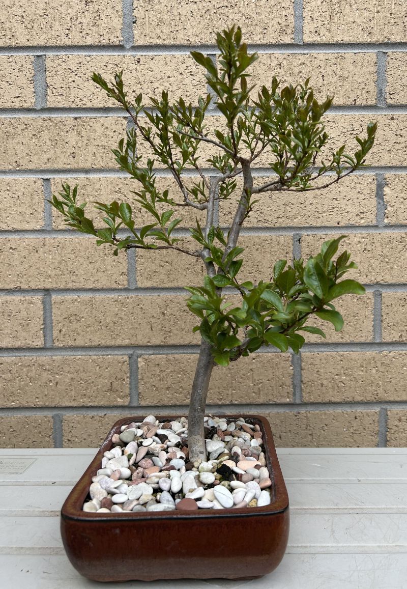 Crepe Myrtle: September 2024 update