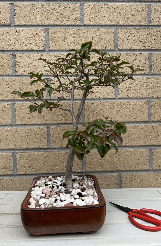 Crepe Myrtle: November 2024 maintenance