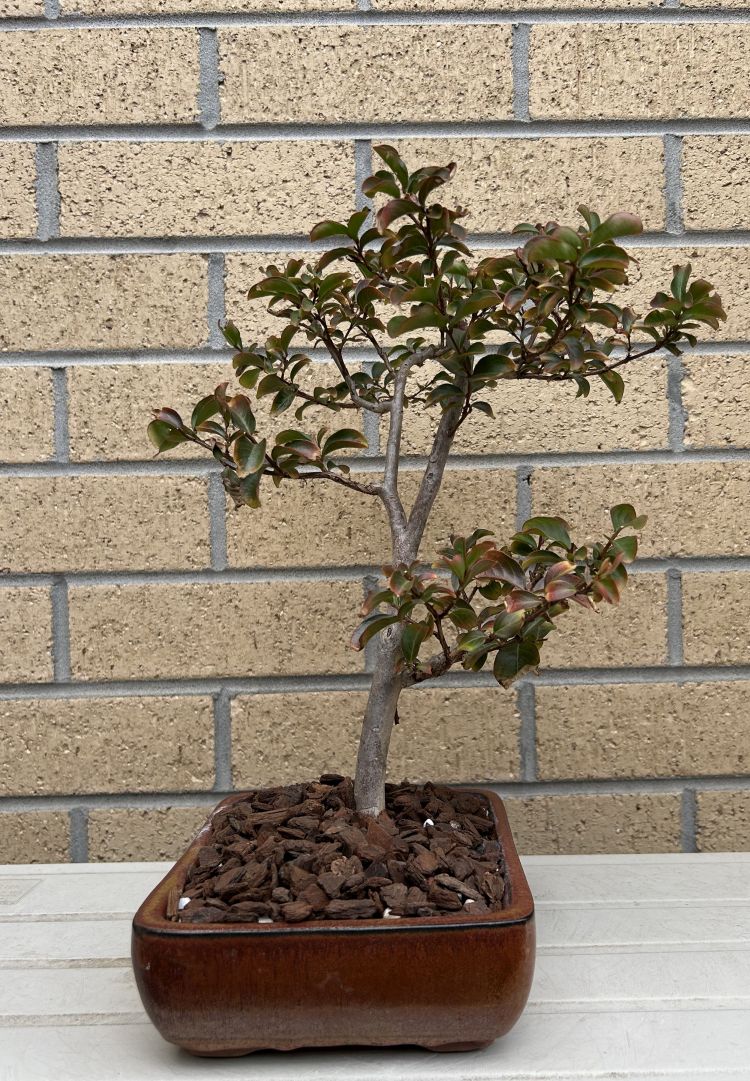 Crepe Myrtle: January 2025 maintenance