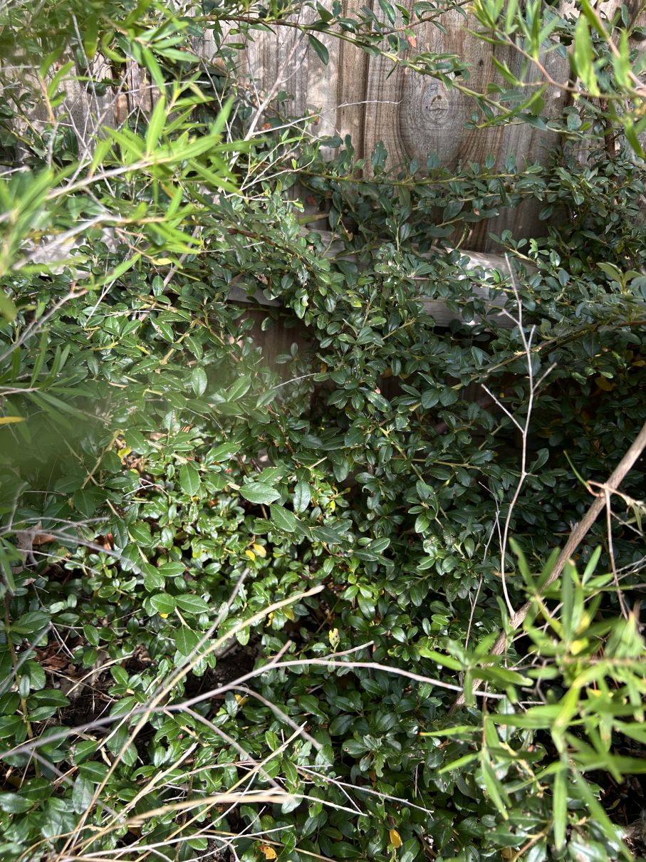 Dammeri Cotoneaster: May 2025 update