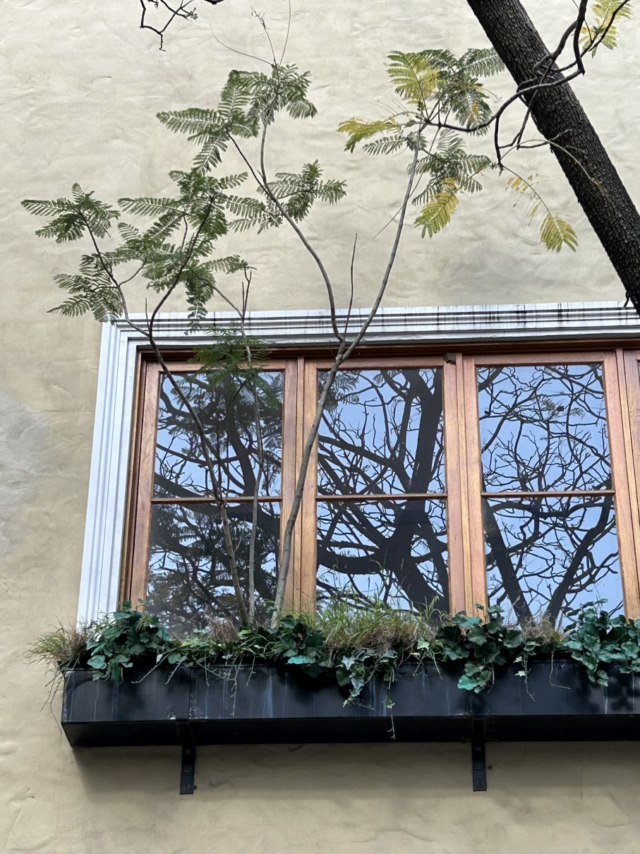 Paramatta Window Boxes: Wild Bonsai