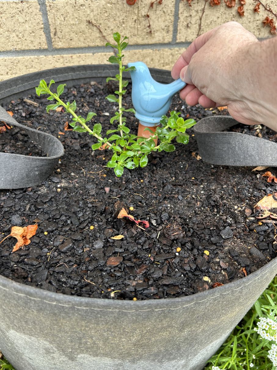 Miscellaneous: Escallonia Apple Blossom for the Hedge