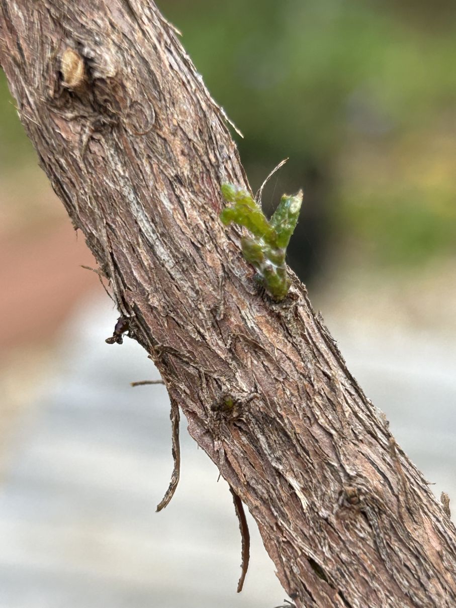 Feathery Hop Bush: November 2024 update