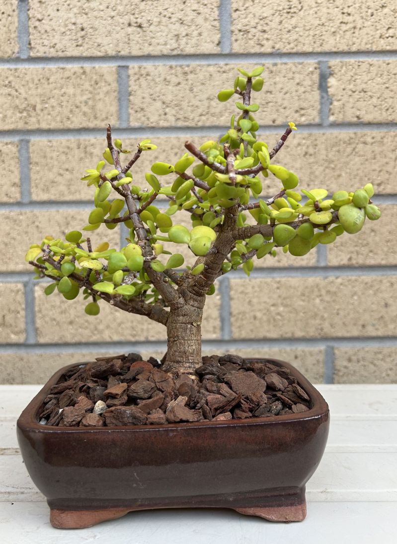 Golden Jade: May 2025 creation