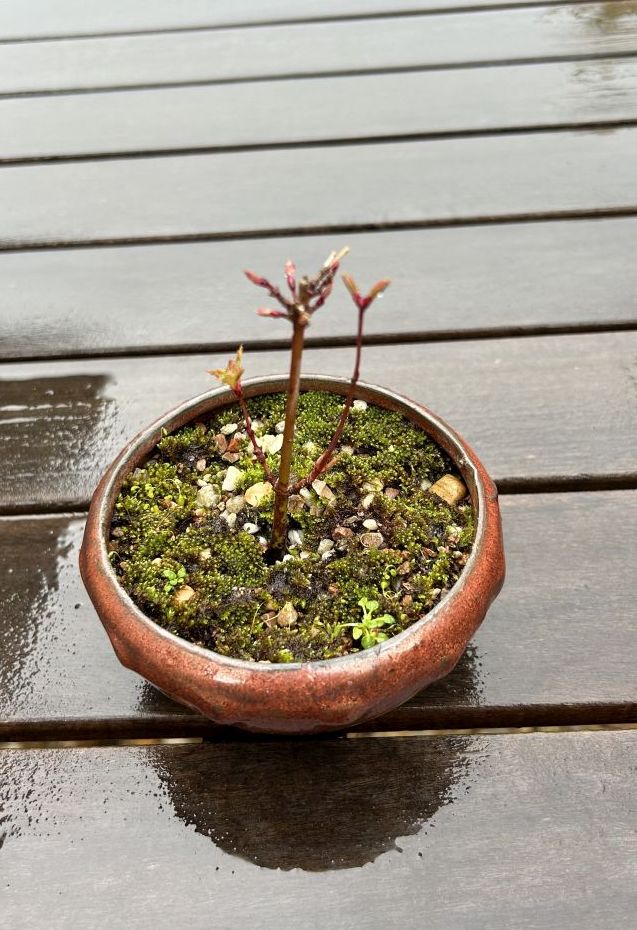 Japanese Maple Cutting: August 2024 repotting