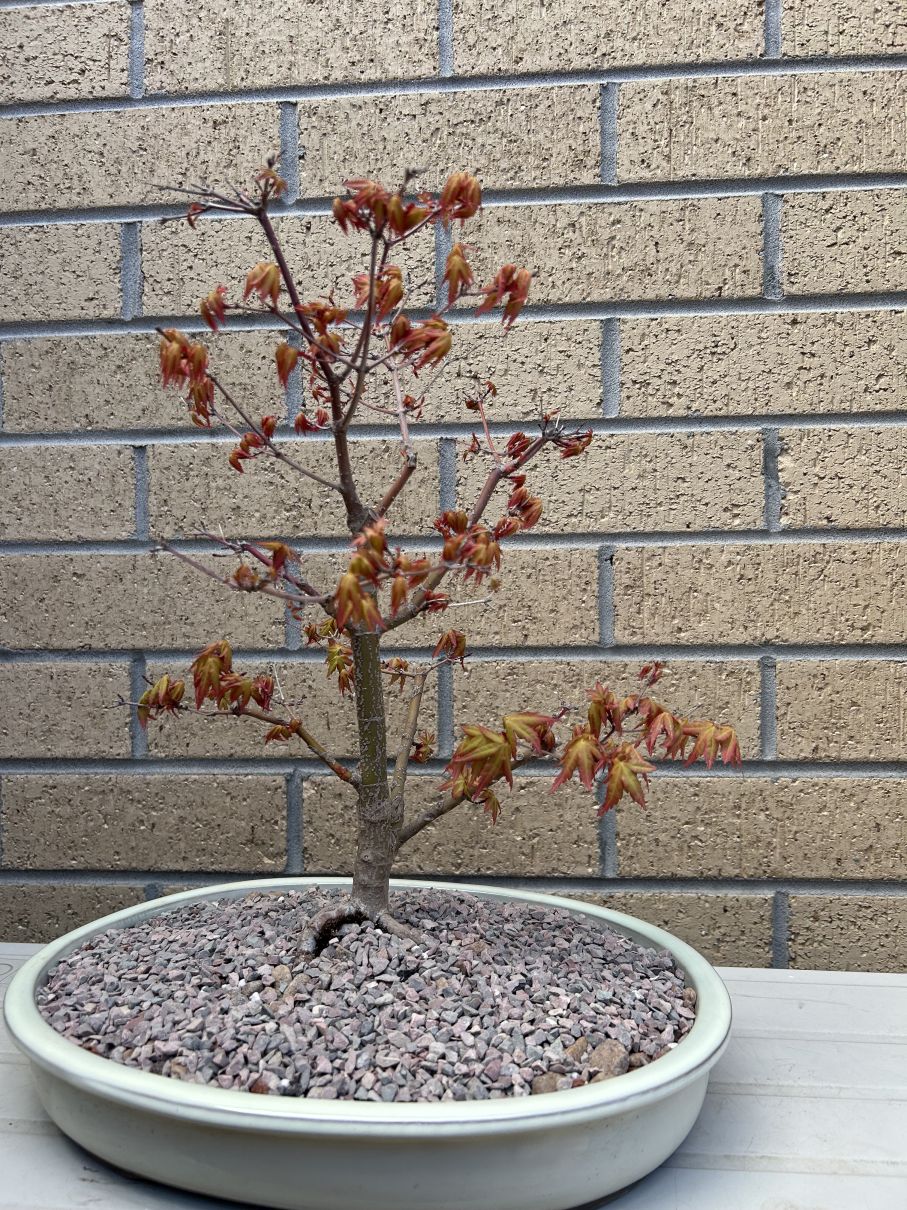 Japanese Maple Solo: September 2024 repotting