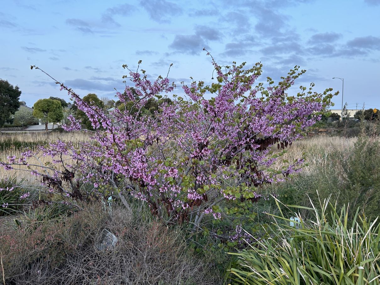 Judas Tree: September 2024 planting