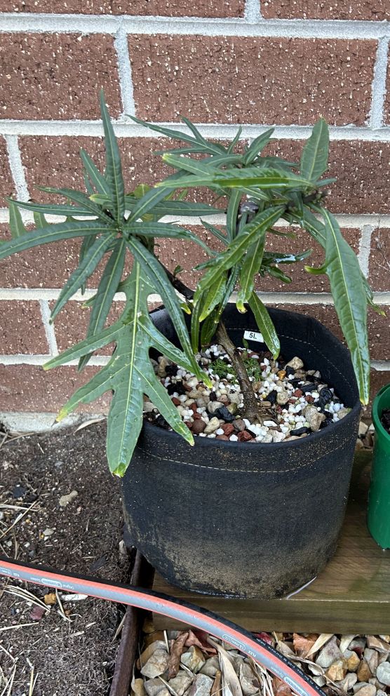 Kangaroo Apple: July 2024 repot