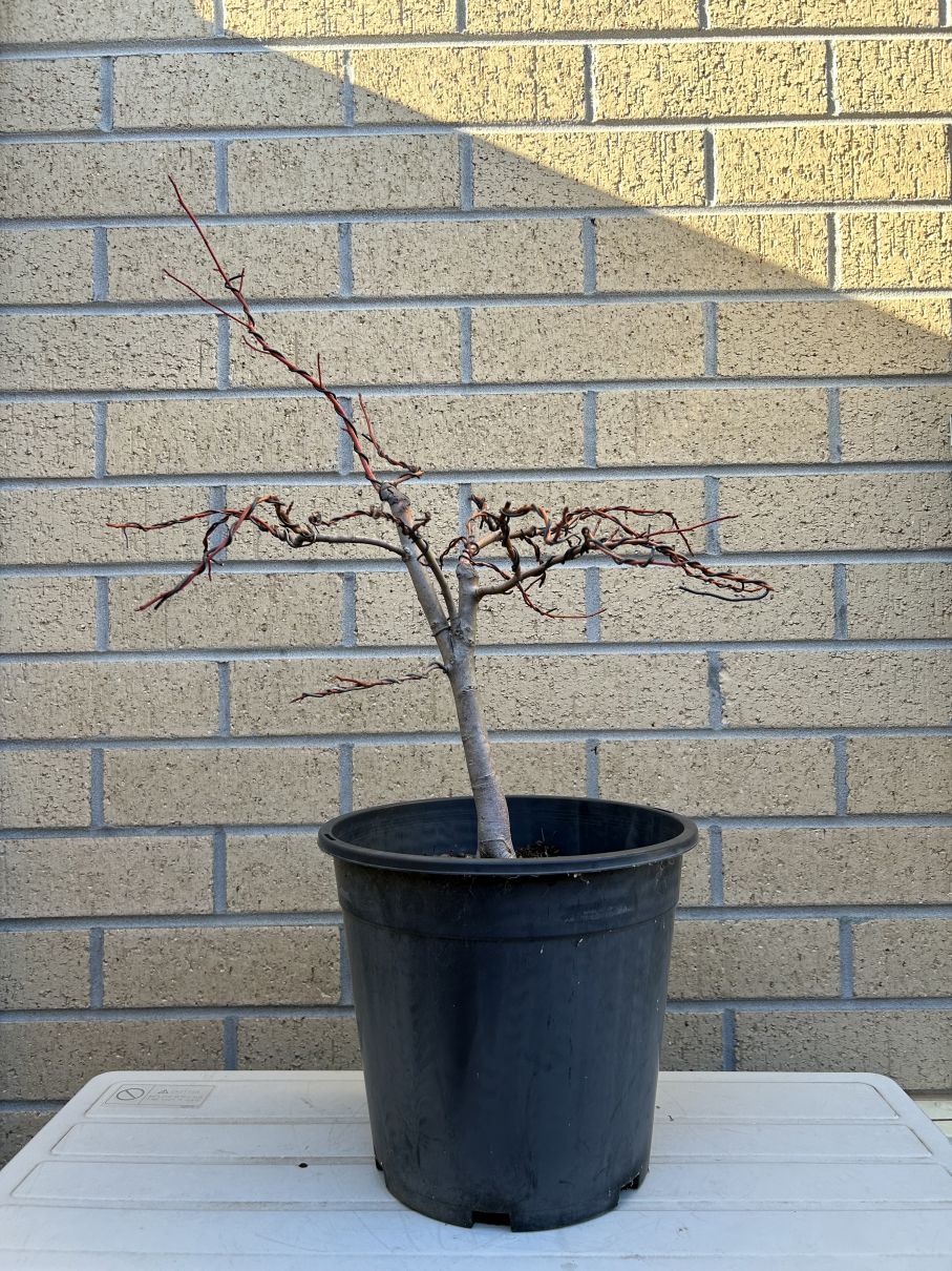 Liquidambar: May 2024 wiring