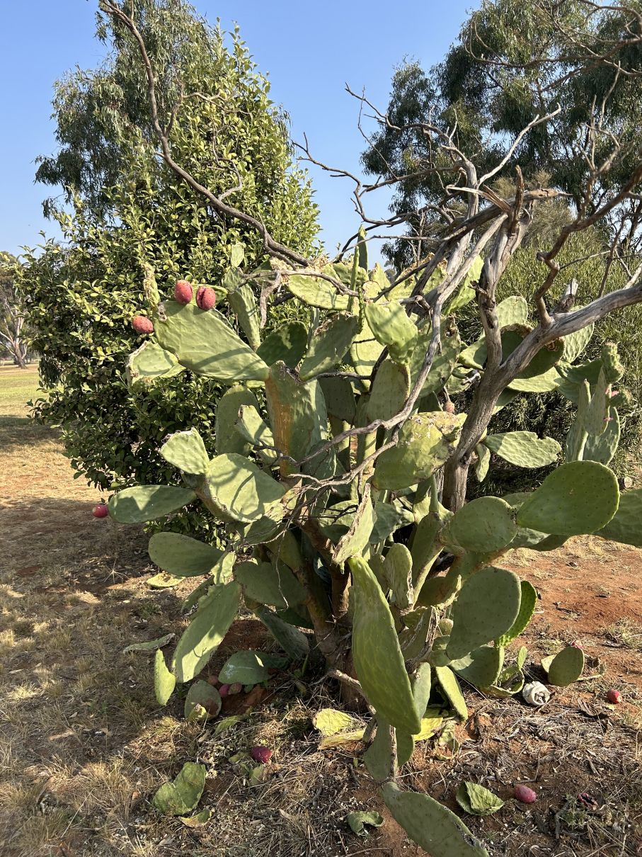 Miscellaneous: Prickly Pears