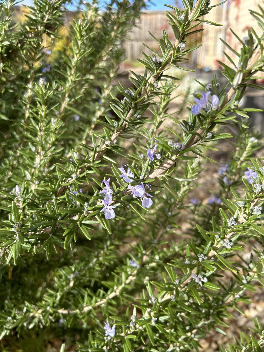 Miscellaneous: Rosemary in bloom