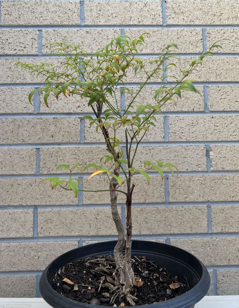 Nandina Domestica: May 2025 update