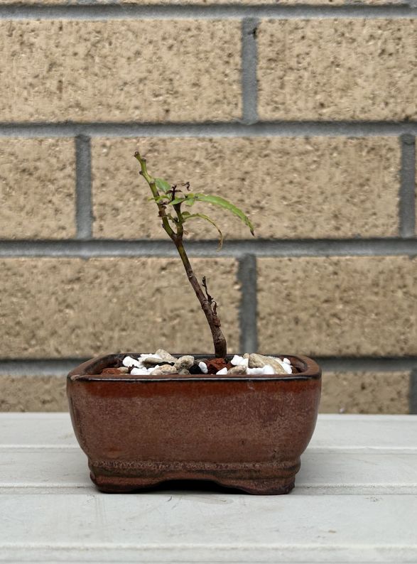 Pepper Tree Mini: January 2024 creation