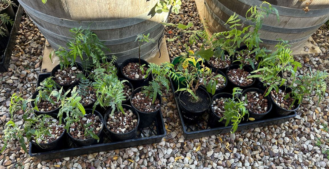 Pepper Tree: July 2024 repotting