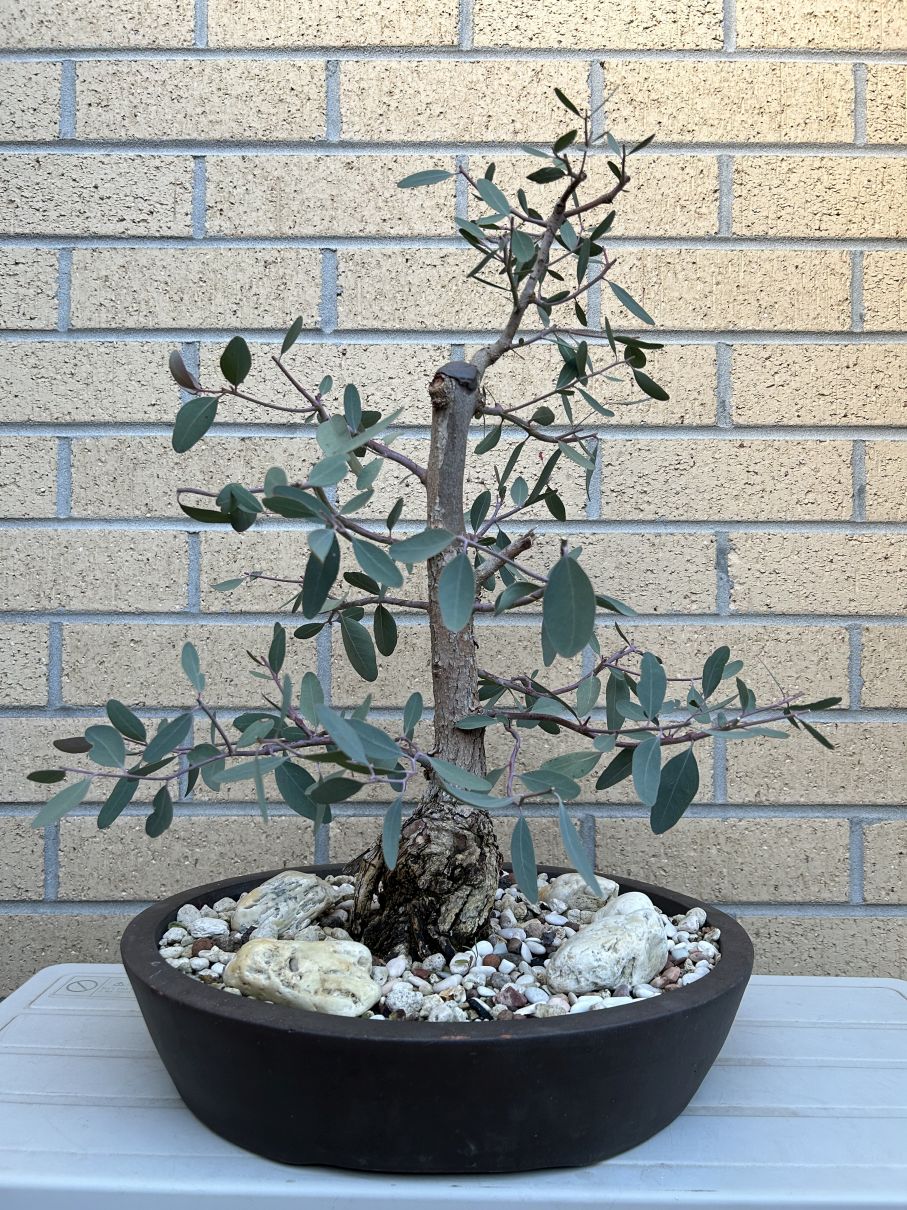 Pink Flowered Ironbark: August 2024 maintenance