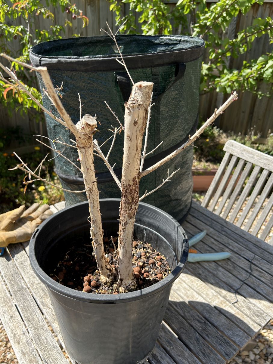 Twin Trunk Prickly Paperbark: November 2024 update