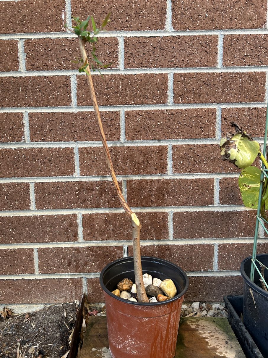 Red Gum: August 2024 potting