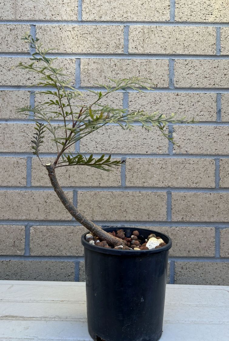 Silky Oak: April 2025 update
