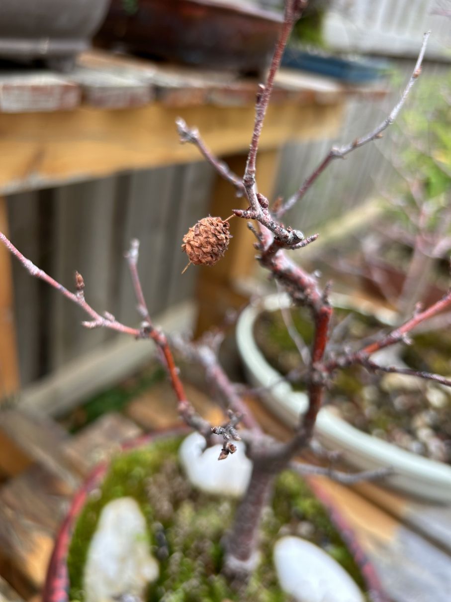 Silver Birch: July 2024 catkins