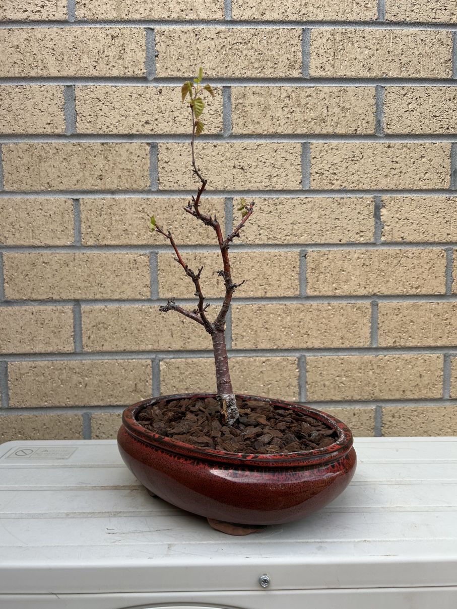 Silver Birch: September 2024 repotting