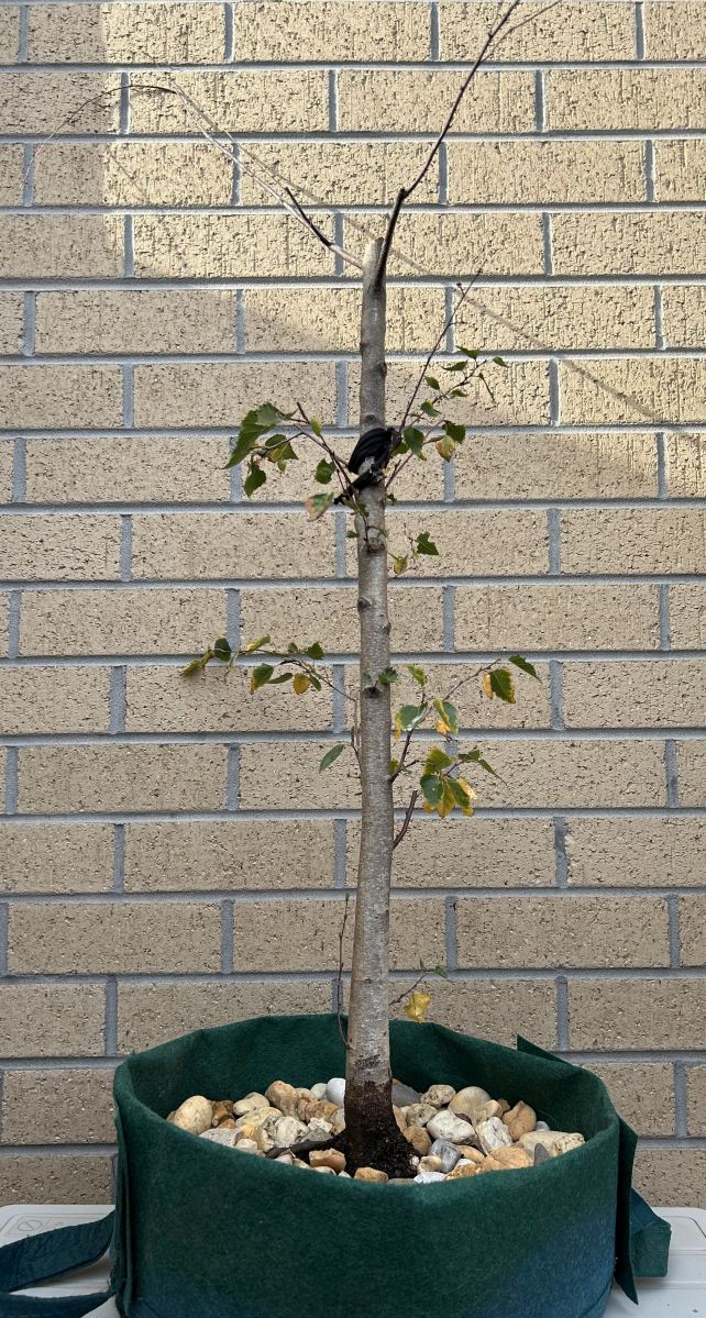Silver Birch Pendula: July 2025 collection