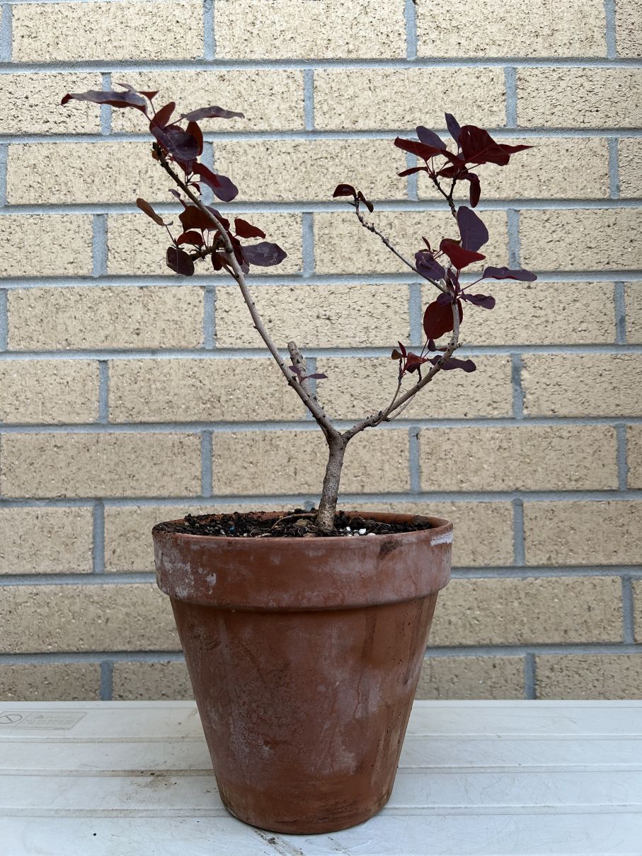 Smoke Bush: November 2024 training