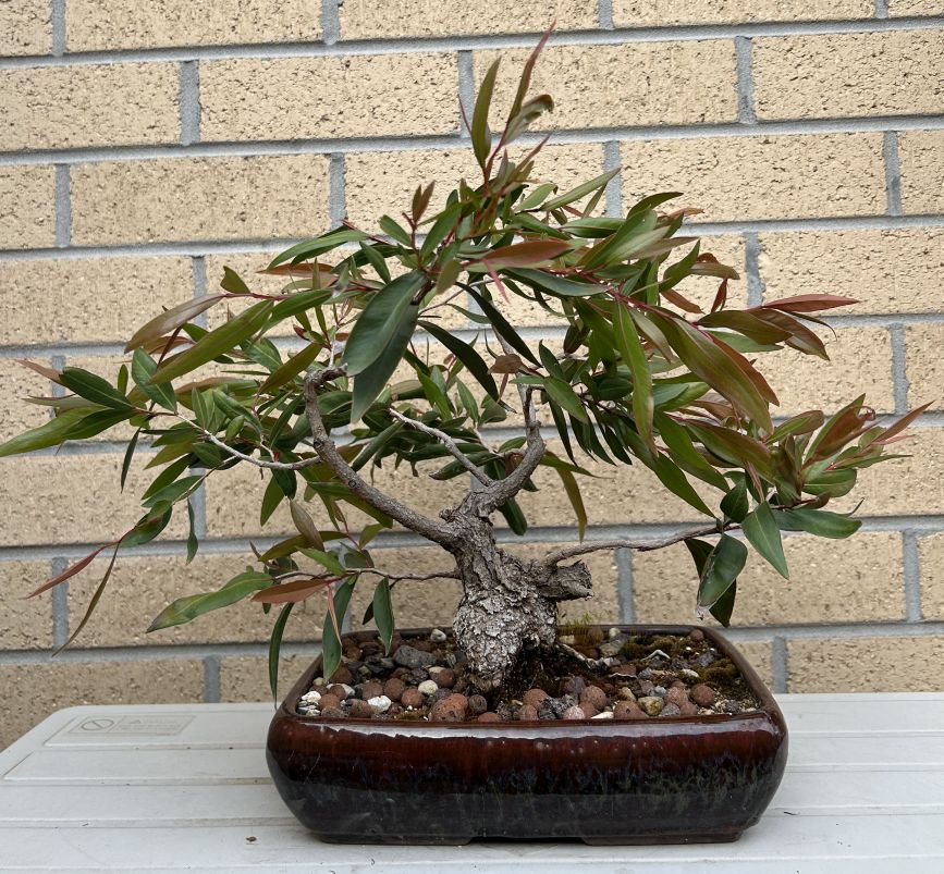 Stumpy Lemon Myrtle: September 2024 Update