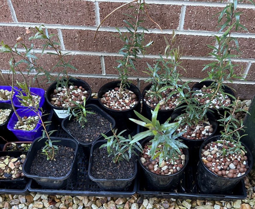 Weeping Bottlebrush: July 2024 update – Bonsai facere est